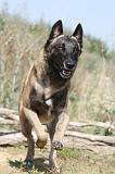 MALINOIS 214